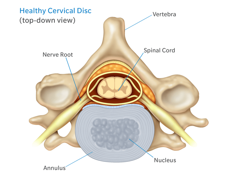 Structure of intervertebral disc