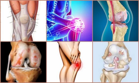 development of knee joint